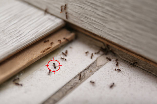 Best Pest Removal Services  in Kenmore, WA
