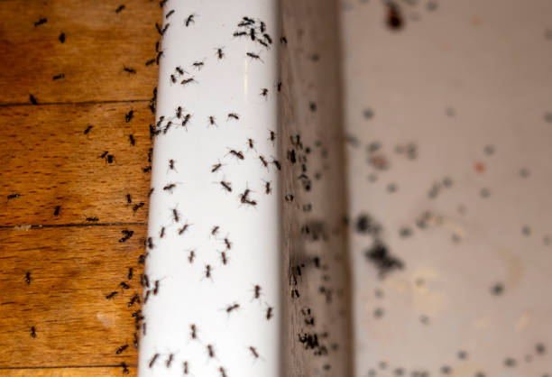Reliable Kenmore, WA Pest Control Solutions