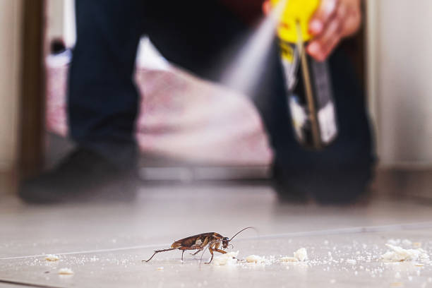 Best Wasp Removal Services  in Kenmore, WA